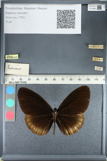 Media type: image;   Entomology 159858